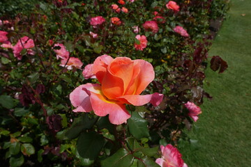 Rosenblüte orange im Rosengarten Botanischer Garten in Christchurch Neuseeland