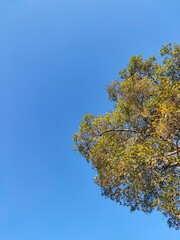 Gold tree on blue sky