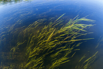 Fototapeta na wymiar Algae in a pond underwater.