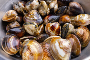 Fresh raw uncooked clam for hot pot