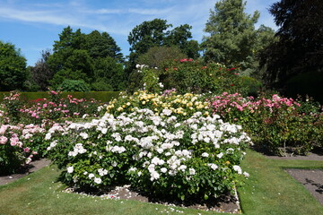 Rosen im Rosengarten des Botanischen Gartens in Christchurch