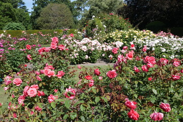 Rosen im Rosengarten des Botanischen Gartens in Christchurch