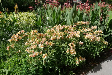 Blumen im Botanischen Garten in Christchurch Neuseeland