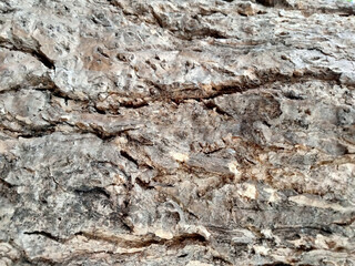 The surface of the old trees has many cracks.