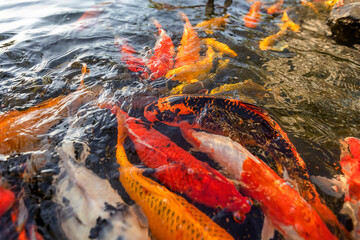 Overhead view of koi carps swimming in pond, Vietnam