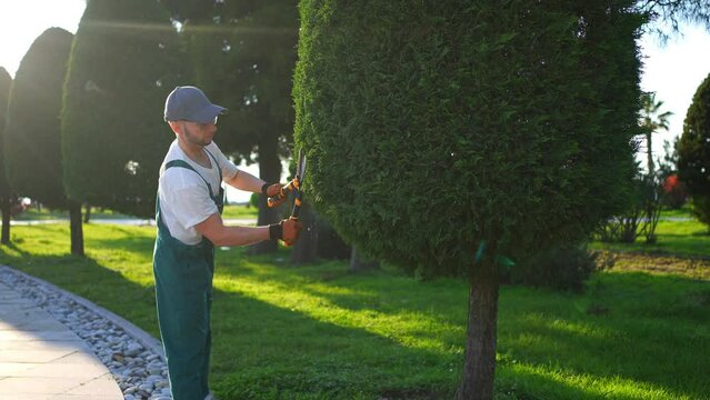 a male gardener cuts park thuja trees with garden scissors