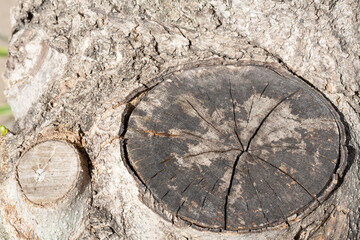 Tree bark texture pattern, old maple wood trunk as background. Dry tree bark texture and background, nature concept.Ginkgo, cherry and zelkova tree trunks. Cracked.