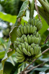 a bunch of green bananas hangs on a palm branch
