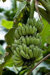 a bunch of green bananas hangs on a palm branch	