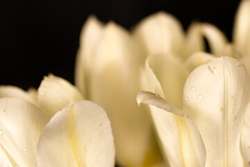 Close-up of white tulips isolated on black background