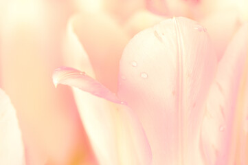 Close-up of bright pink tulips isolated on black background