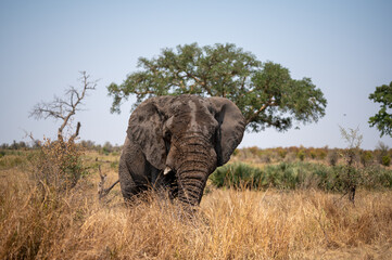 Animals in Kruger national park