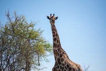 Animals in Kruger national park