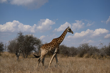 Animals in Kruger national park