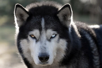 Adult Siberian Husky dog ​​with different colored eyes, close-up photo.