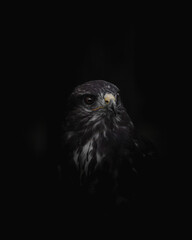 bird of prey