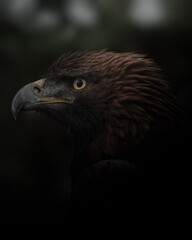 portrait of a eagle