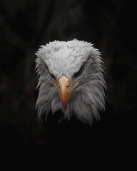 portrait of a bald eagle