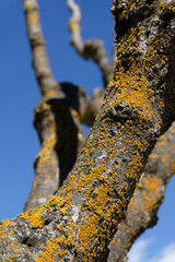 Closeup of a tree trunk with yellow moss