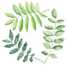 Green leaf set. Watercolor hand-drawn painting illustration isolated on white background.