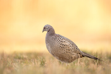 Common pheasant Phasianus colchius Ring-necked pheasant in natural habitat, grassland in early spring