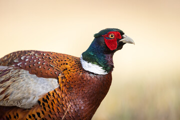 Common pheasant Phasianus colchius Ring-necked pheasant in natural habitat, grassland in early spring