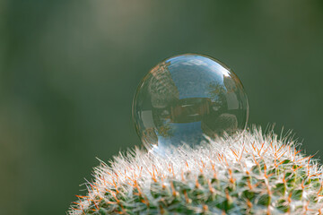 Soap bubble loves cactus