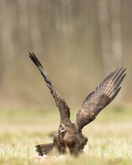 Common buzzard Buteo buteo in the fields in spring time, buzzard in natural habitat, hawk bird on the ground, predatory bird close up