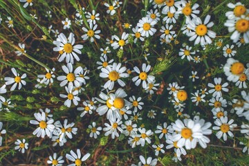 Blooming chamomile flowers scattered over the plane.