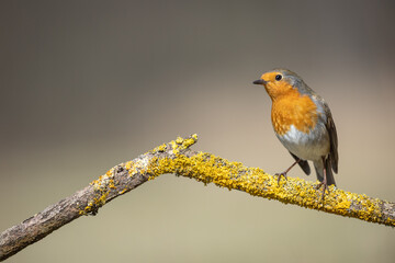 Bird Robin Erithacus rubecula, small bird, spring time in Poland Europe