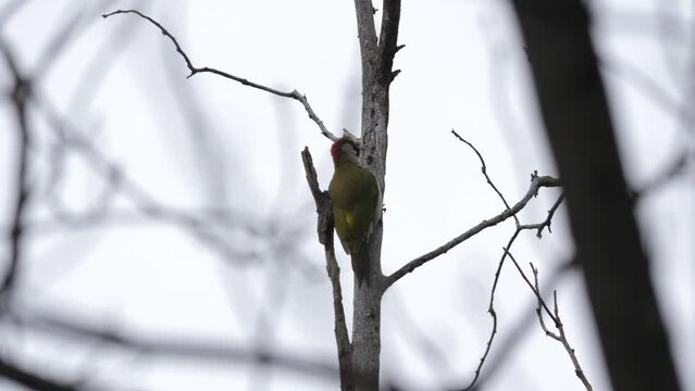 A green woodpecker or Picus viridis perched on top of a dry tree on a rainy spring day. Bulgaria, Europe animals, birds habitat. Hunting object. 