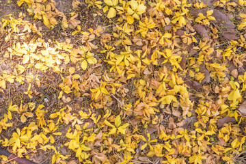 Leaves and flowers fall on the ground, autumn season 