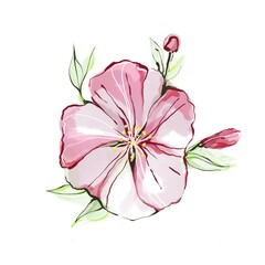 Watercolor apple tree flowers illustration