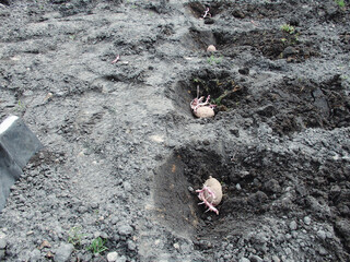 Planting potatoes on farm, organic farming concept. Process of planting potato field. Sowing potato with sprout.