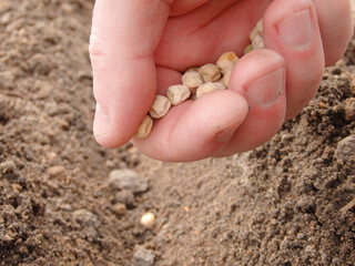 Mans hand planting peas in the garden. Farmer´s hand planting seed of green peas into soil. Sowing at springtime.