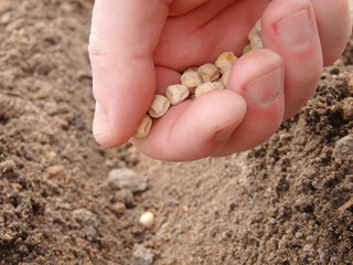 Mans hand planting peas in the garden. Farmer´s hand planting seed of green peas into soil. Sowing...
