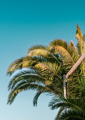 Large green palm tree leaves with blue sky in the background. Mediterranean summer vacation mood