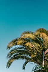 Large green palm tree leaves with blue sky in the background. Mediterranean summer vacation mood