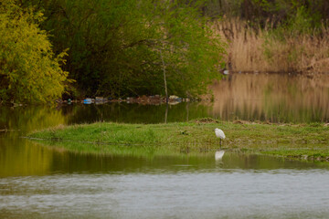 Naklejka na ściany i meble Landscape with waterfowl near a lake in spring time