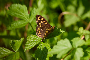The butterfly sits in the vegetation on a spring day