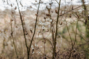 Small wild flowers in a rural setting