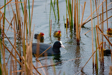 (Fulica atra) with chicks near the nest on a water