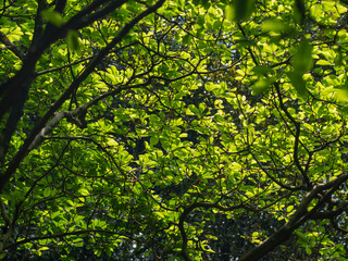 green leaves background