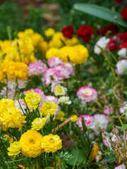 Ranunculus blooming in the garden