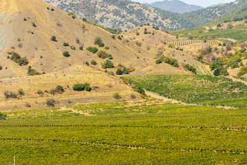 Fototapeta na wymiar Vineyards on vast areas among Crimean mountains. Smooth rows extend to foot of the mountain range. Winemaking in Crimea is one of leading branches of agriculture in Crimea.