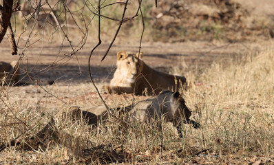Sub-Adult Playful Moment