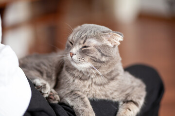 Beautiful striped gray cat. A domestic cat is lying on the sofa. A cat in a home interior. Image for veterinary clinics, websites about cats. selective focus