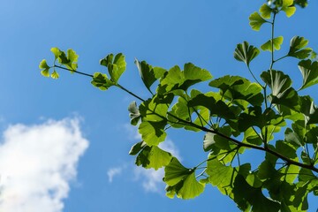 Ginkgo tree (Ginkgo biloba) or ginkgo. Branch with bright green new leaves against blue summer sky with white clouds. Selective focus. Close-up. Fresh wallpaper nature concept. Place for your text