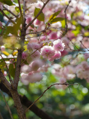 pink Cherry blossoms in spring