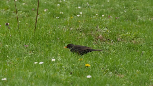 Blackbird, Turdus merula searching food in spring green meadow on a rainy day. Bulgaria, Europe animals, birds habitat.